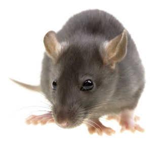 Rat looking camera white background - animal photography free wallpaper