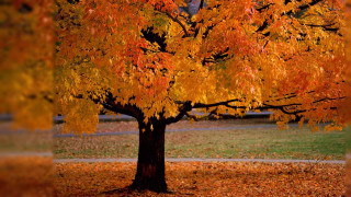 Tree yellow leaves park bench 2 - asher brown durand free wallpaper