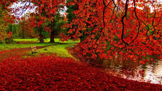 Bench tree red leaves river 2 - a grassy area free wallpaper