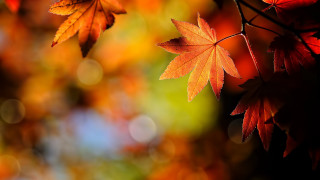 Autumn leaves closeup blurry background - a macro photograph free wallpaper
