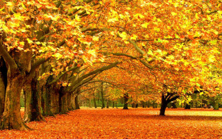 Park trees leaves bench nature 7 - a park free wallpaper