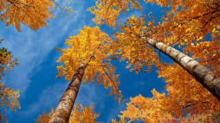 Tall trees yellow leaves blue - tall tree free wallpaper