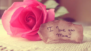 Pink rose i love you 2 - free love wallpaper