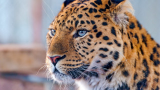 Leopard closeup blurry background nature - a close up of a leopard free wallpaper