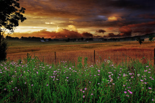 Field fence flowers foreground cloudy - a fence free wallpaper