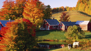 Farm pond cows grass houses - fall foliage free wallpaper