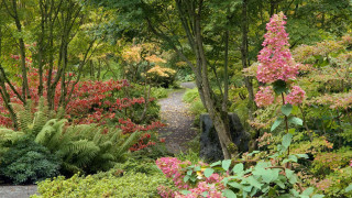 Lush green forest path flowers - flower and trees free wallpaper