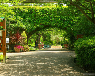 Pathway trees plants sign nature - a bunch of trees free wallpaper