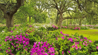 Park trees flowers bench ecological - charles ragland bunnell free wallpaper