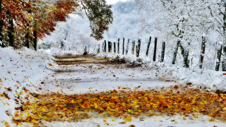 Snowy path fence trees leaves - a fence and trees free wallpaper