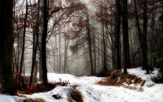 Snowy forest path trees leaves - a few bush free wallpaper