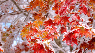 Tree red leaves snow blue - naturalism free wallpaper