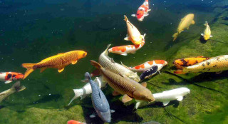 Fish group swimming pond water 2 - a few fish free wallpaper