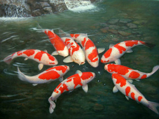 Koi fish swimming pond waterfall 2 - drew struzan free wallpaper