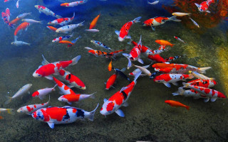 Fish swimming pond rocks gravel - rock and gravel free wallpaper