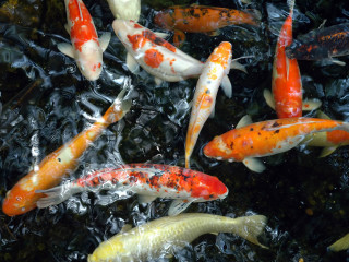 Orange white fish swimming pond - lostfish free wallpaper