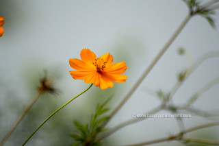 Flower bamboo leaf orange blur - samikshavad free wallpaper