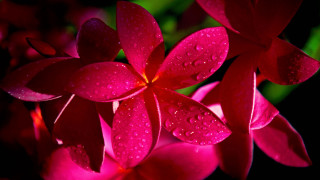Close up flower water droplets 6 - anne dunn free wallpaper