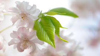 Close up branch flowers leaves - flower free wallpaper for desktop