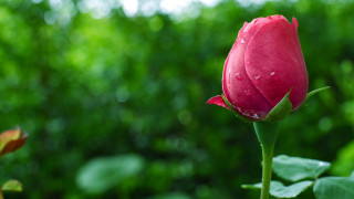 Red rose water droplets petals 11 - a single red rose free wallpaper