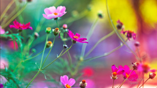 Flowers grass blurry background bunch - a blurry background of the flowers free wallpaper