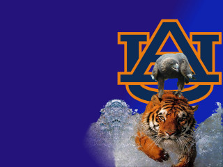 Tiger bird blue background auburn - 4 k wallpaper free wallpaper