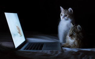 Cats laptop bed watching screen - the screen free wallpaper