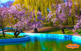 Pond trees bench blue wall - a bunch of trees free wallpaper