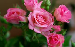 Pink roses vase table top 2 - green leaf and a blurry background free wallpaper