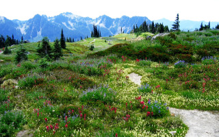 Grassy hill trail forest flowers - flower and trees free wallpaper