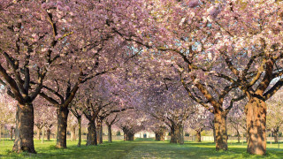 Park trees grass path nature - a park free wallpaper