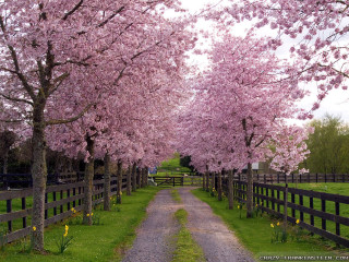 Dirt road fence trees pink 3 - a fence and trees free wallpaper