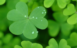 Green leaf water droplets ecological 2 - water droplet free wallpaper