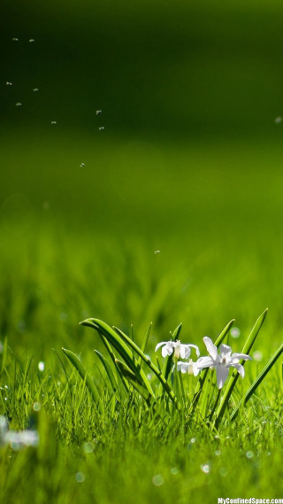 White flower green field water - ecological art free wallpaper