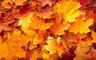 Fall leaves autumn umbrella puzzle - yellow free wallpaper