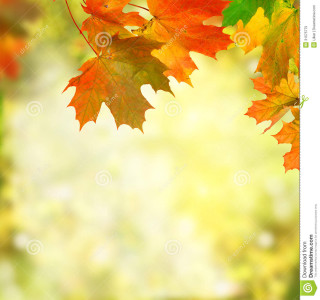 Autumn leaves colorful background blurry - a blurry background free wallpaper