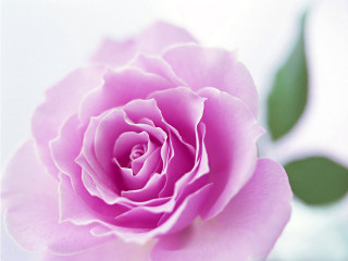 Pink rose green leaves blurry 8 - anna maria barbara abesch free wallpaper