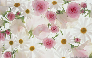 Pink white flowers green leaves 3 - green leaf and stems free wallpaper