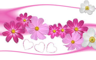 Pink white flower heart bg - a heart free wallpaper for desktop
