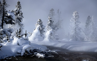 Snowy forest stream mountain mist - tree and snow covered ground free wallpaper