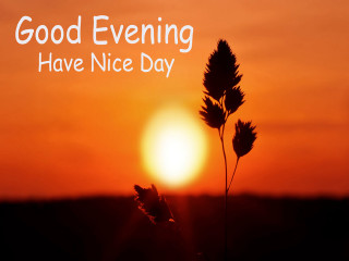 Sunset plant lensflare english quote - good free wallpaper