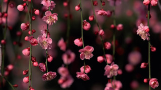 Pink flowers hanging tree branch - pink flower free wallpaper