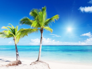 Palm trees beach sun clouds - two palm tree free wallpaper