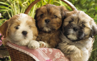 Three puppies basket sitting outside - outside free wallpaper