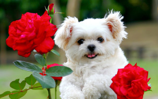 White shiba inu roses bouquet - chang daichien free wallpaper