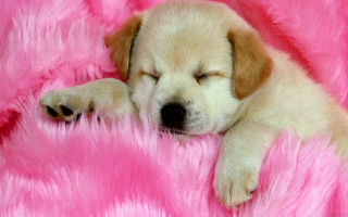 Puppy sleeping pink blanket furry - his head free wallpaper