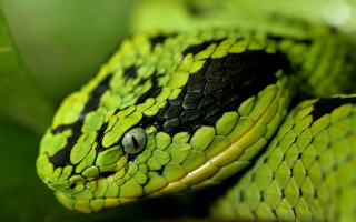 Green snake black spots resting - a green snake free wallpaper