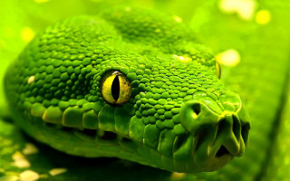 Green snake yellow eye macro - a green snake free wallpaper