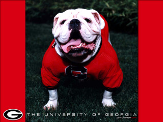 Bulldog red shirt grass mouth - a poster free wallpaper
