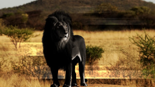 Black lion dirt road grass - carlos catasse free wallpaper for desktop